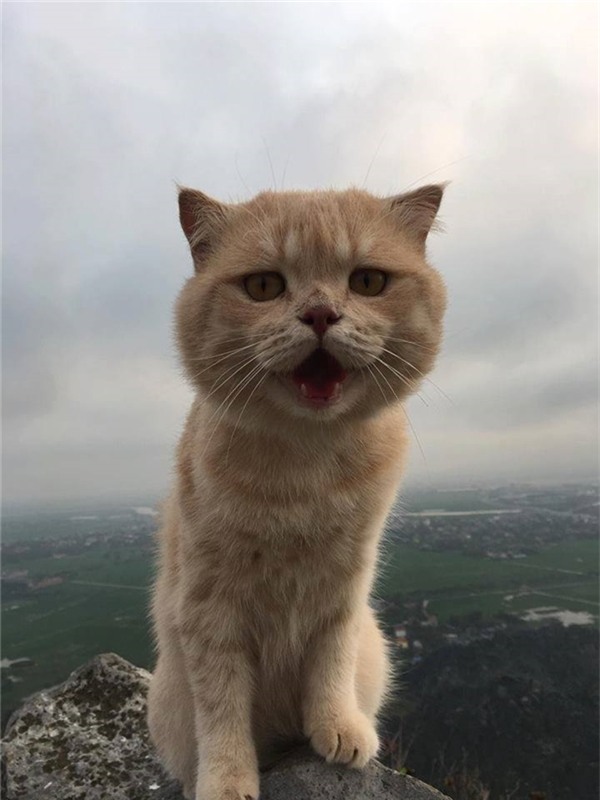 Đúng là có họ với
