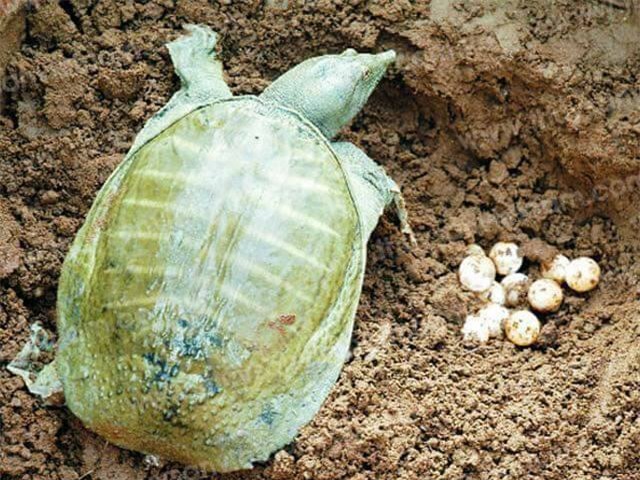 thần dược, thần dược phòng the, món ngon lạ, trứng ba ba