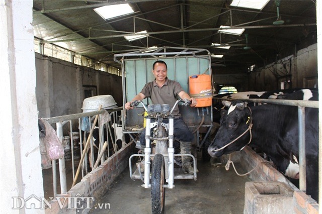 trai kinh bac nuoi 20 bo sua vua lam vua choi lai 2 trieu dong/ngay hinh anh 2