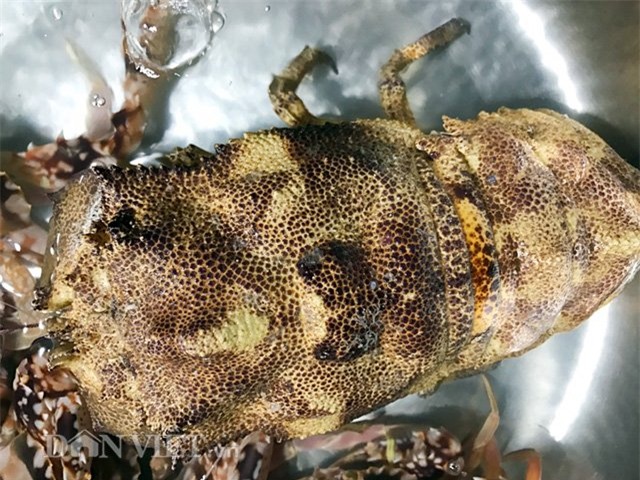 tôm, tôm hùm, Lý Sơn, Quảng Ngãi, ngư dân