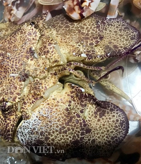 tôm, tôm hùm, Lý Sơn, Quảng Ngãi, ngư dân