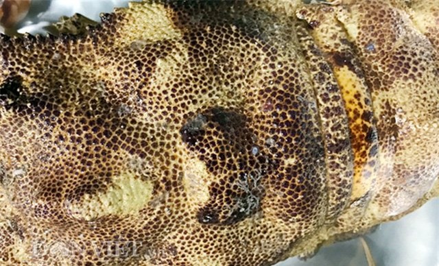 tôm, tôm hùm, Lý Sơn, Quảng Ngãi, ngư dân