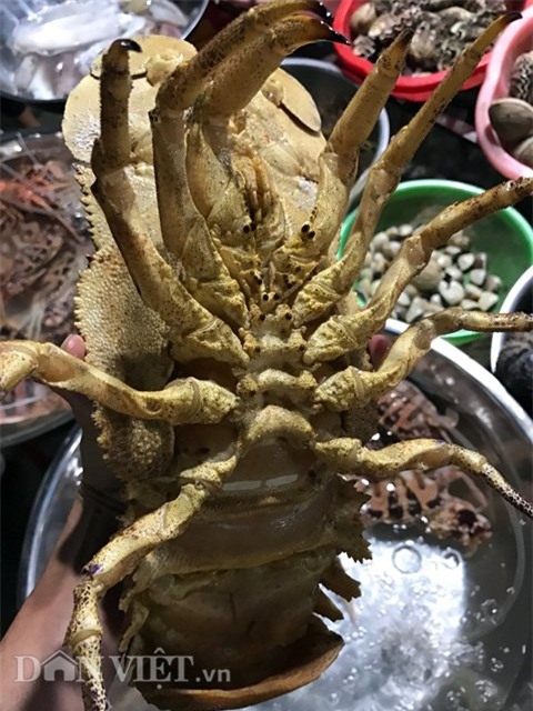 tôm, tôm hùm, Lý Sơn, Quảng Ngãi, ngư dân