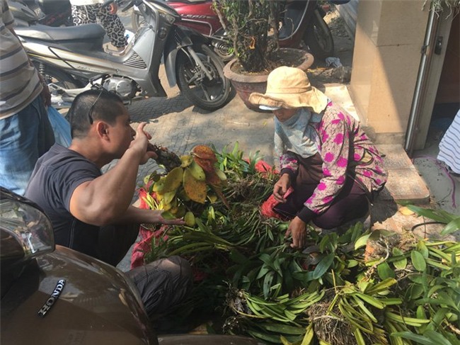lan rừng, lan rừng quý hiếm, phong lan, hoa lan, chợ hoa, Đà Nẵng, lan quý