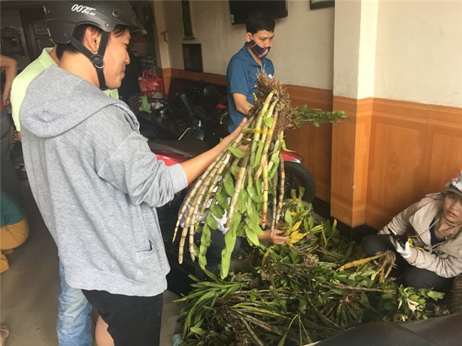 lan rừng, lan rừng quý hiếm, phong lan, hoa lan, chợ hoa, Đà Nẵng, lan quý