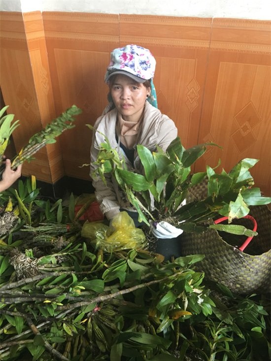 lan rừng, lan rừng quý hiếm, phong lan, hoa lan, chợ hoa, Đà Nẵng, lan quý