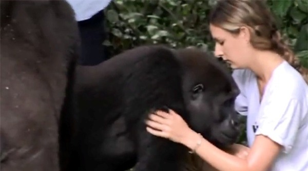 Video: Hai chú khỉ đột vẫn nhận ra ân nhân sau hơn 12 năm xa cách - Ảnh 2.