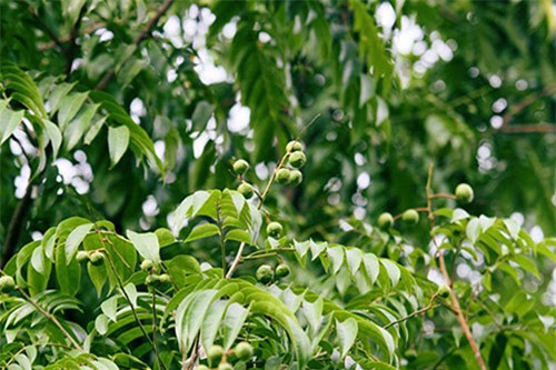 da nhac den ha noi, khong ai co the quen duoc nhung mon dac san dac biet nay - 9