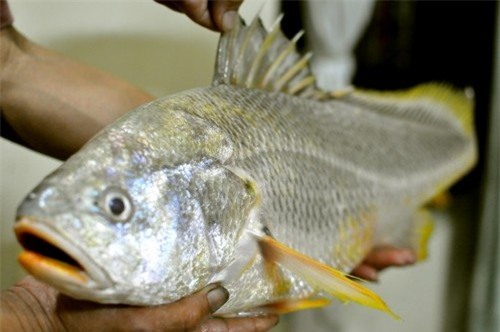 cá sủ vàng, cần thủ, Sài Gòn, ngư dân