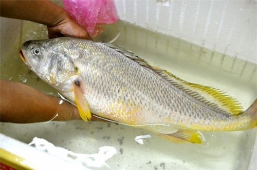 cá sủ vàng, cần thủ, Sài Gòn, ngư dân
