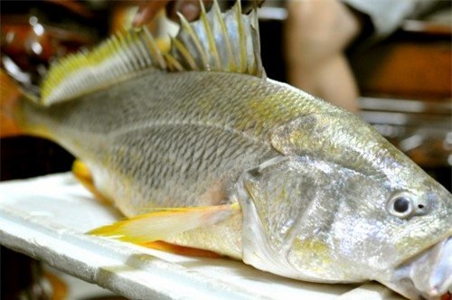 cá sủ vàng, cần thủ, Sài Gòn, ngư dân