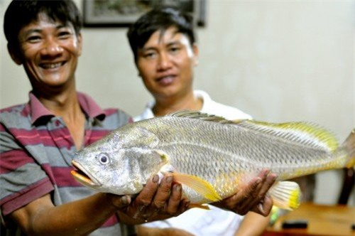 cá sủ vàng, cần thủ, Sài Gòn, ngư dân