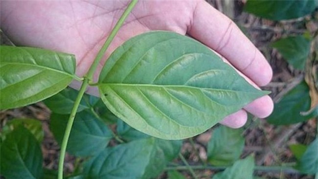 con hai la ngon bo vao rau, ca nha ngo doc, 2 nguoi chet - 1