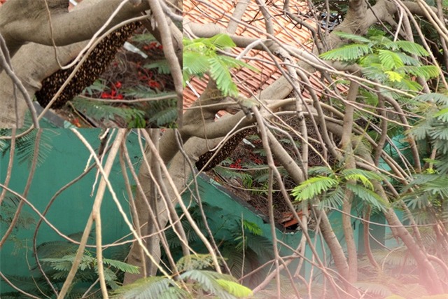 Một phần tổ ong còn sót lại trên cây phượng.