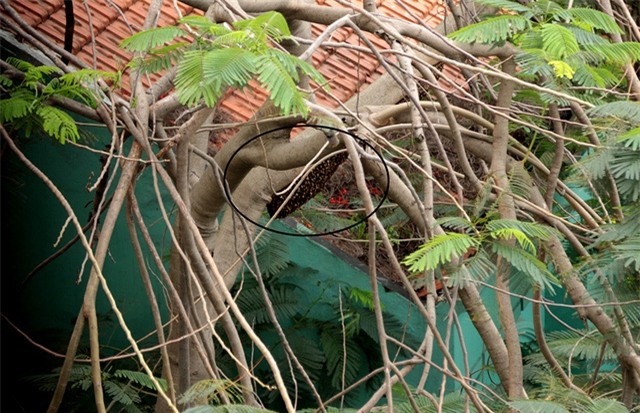 Một phần tổ ong còn lại trên ngọn cây phượng nằm sát với chung cư 8X Plus.