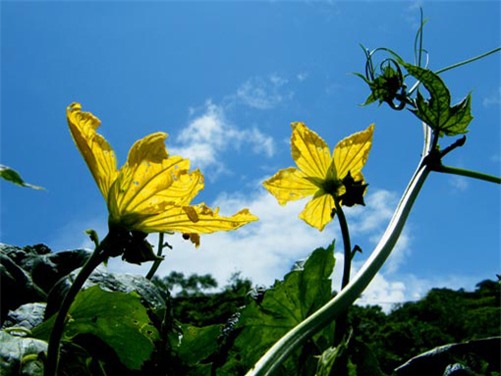 Mướp đã vào mùa, hãy tận dụng loại thực phẩm dân dã này làm thuốc nếu bạn mắc phải những căn bệnh sau - Ảnh 4.