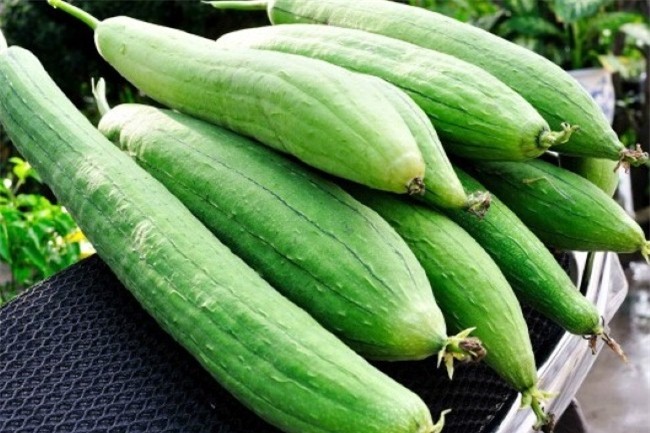 Mướp đã vào mùa, hãy tận dụng loại thực phẩm dân dã này làm thuốc nếu bạn mắc phải những căn bệnh sau - Ảnh 5.