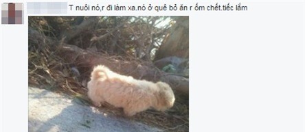 Bức ảnh còn lại của chú chó lao ra biển cứu chủ rồi biến mất khiến dân mạng rơi nước mắt - Ảnh 3.