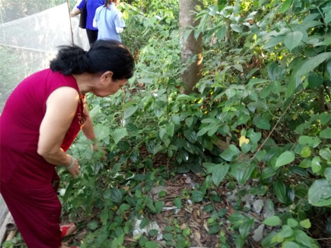 Be trai con nguyen day ron bi bo roi trong vuon nha dan hinh anh 2