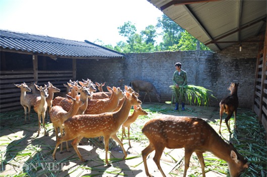 nghe nuoi con rung “hai than duoc phong the” thu tram trieu moi nam hinh anh 1