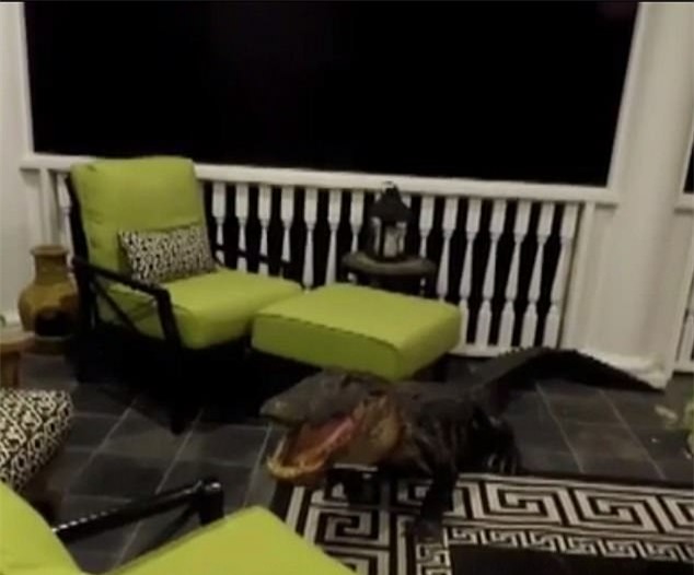 Ngủ dậy cả gia đình phát hoảng thấy cá sấu bò lên tận tầng 2 cắn phá - Ảnh 1.