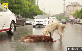 Chú chó túc trực bên cạnh, tuyệt vọng lay bạn bị xe đâm tỉnh lại khiến nhiều người cay mắt