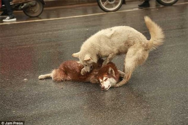 Chú chó túc trực bên cạnh, tuyệt vọng lay bạn bị xe đâm tỉnh lại khiến nhiều người cay mắt - Ảnh 3.