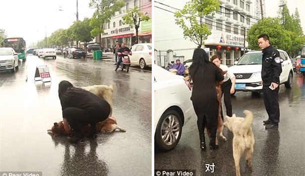 Chú chó túc trực bên cạnh, tuyệt vọng lay bạn bị xe đâm tỉnh lại khiến nhiều người cay mắt - Ảnh 4.