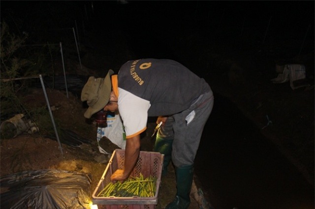 trang dem di hai loai rau quy toc, chi danh cho nha giau hinh anh 1