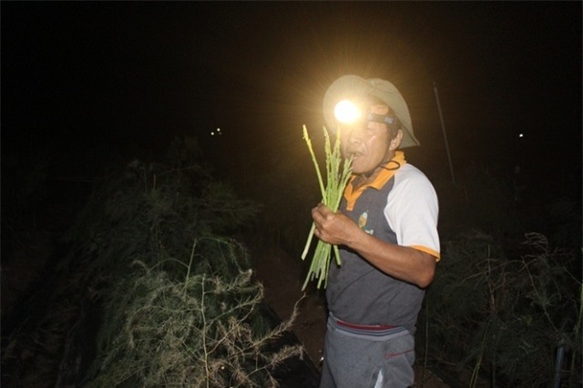 trang dem di hai loai rau quy toc, chi danh cho nha giau hinh anh 2