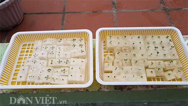 vuon rau thuy canh