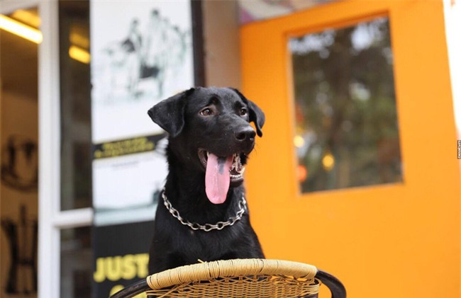 Sự trở về của chú chó và những vết thương trên mình gây ám ảnh dân mạng Việt - Ảnh 1.