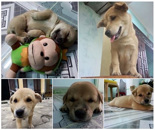 Sự trở về của chú chó và những vết thương trên mình gây ám ảnh dân mạng Việt  - Ảnh 2.