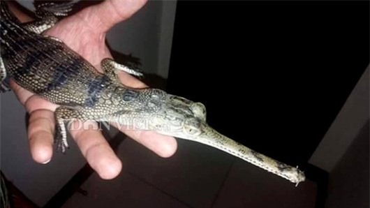 cá sấu, thú chơi, thú cảnh,