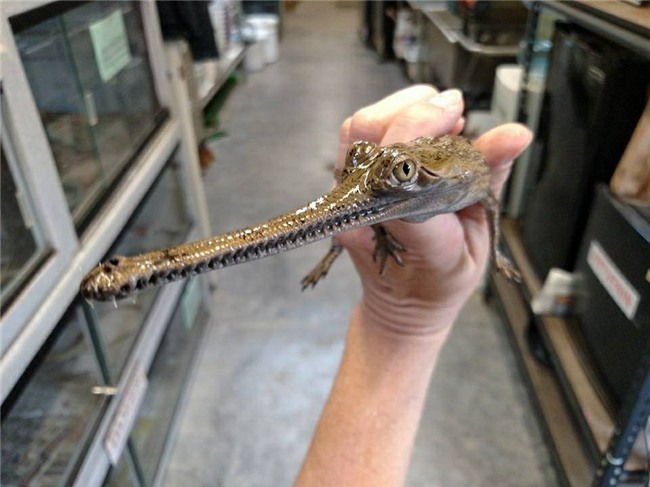 cá sấu, thú chơi, thú cảnh,