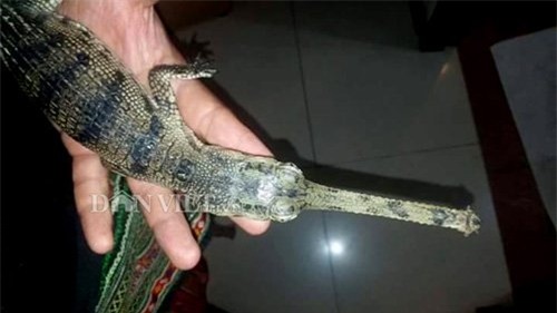 cá sấu, thú chơi, thú cảnh,