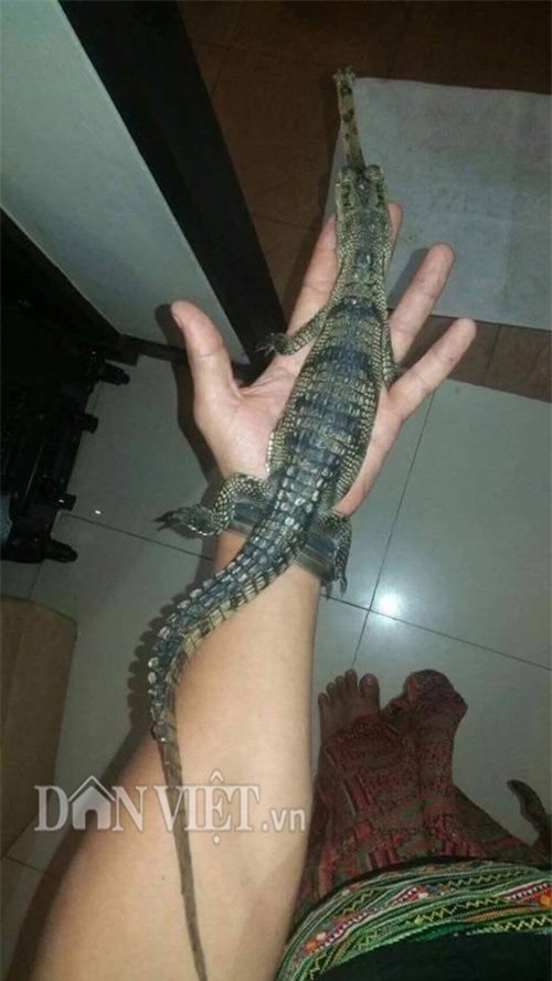 cá sấu, thú chơi, thú cảnh,