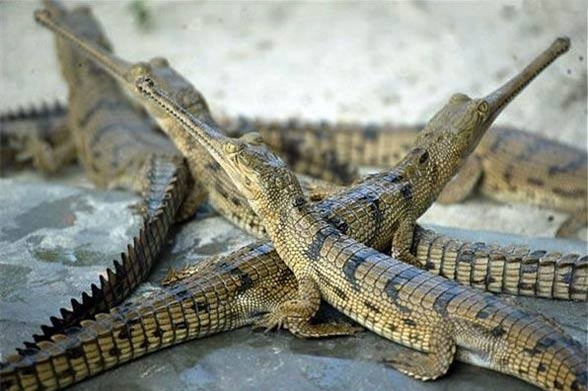 cá sấu, thú chơi, thú cảnh,