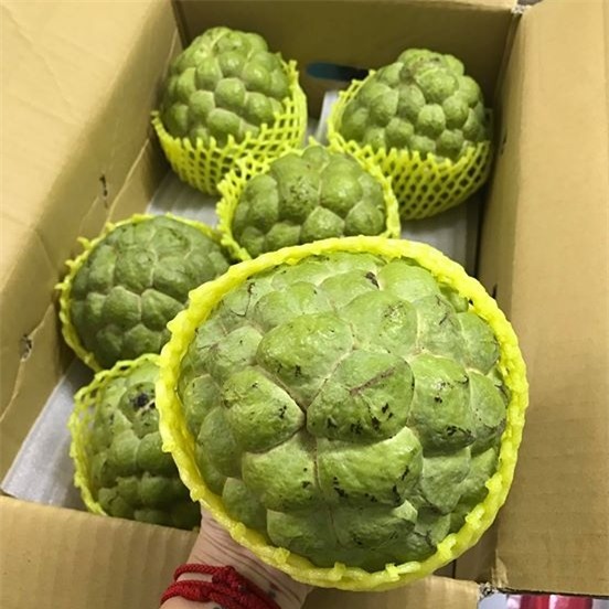 Na Đài Loan có hương vị thơm ngon, béo đặc trưng giá cũng cao gấp 10 lần so với na Việt Nam. Chính vì mức giá đắt đỏ mà loại quả này chỉ dành cho những gia đình có điều kiện. (Ảnh: NVCC)