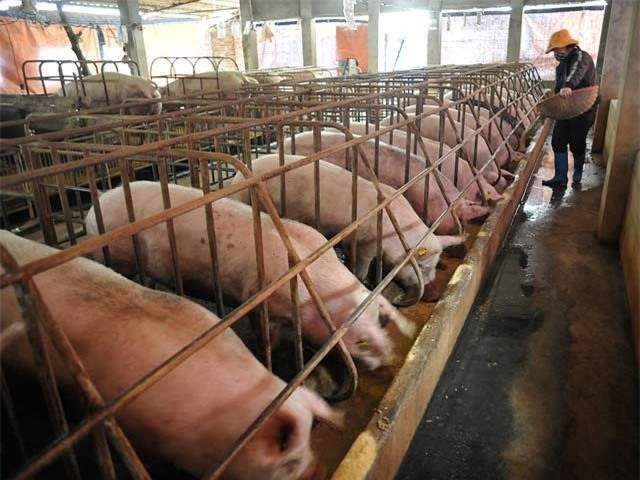 thịt lợn giảm giá, chăn nuôi lợn, giá thịt lợn giảm mạnh