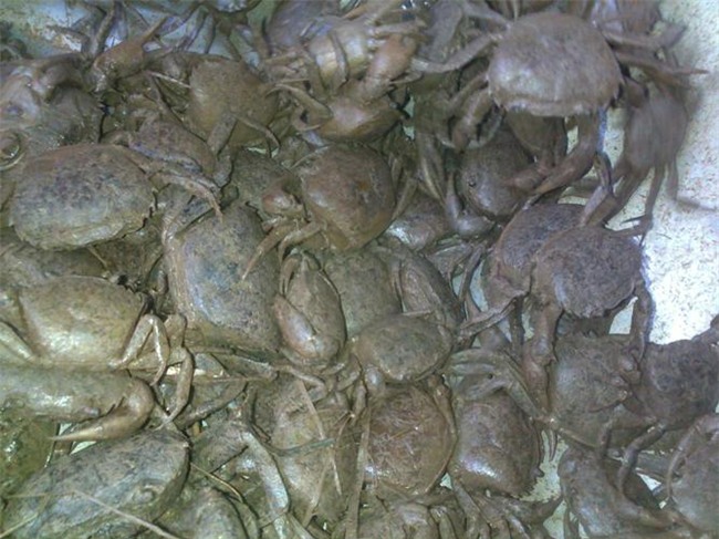 cua đồng, cua nuôi, thực phẩm bẩn, cua xay