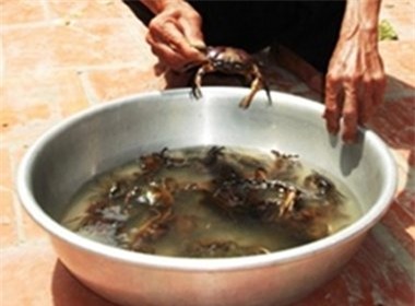 cua đồng, cua nuôi, thực phẩm bẩn, cua xay
