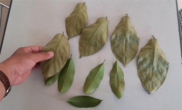 thuc hu chuyen dung la trau khong lam “bua ngai” de cuop tai san o hai duong - 2