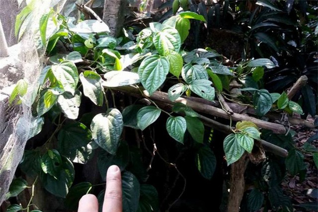 thuc hu chuyen dung la trau khong lam “bua ngai” de cuop tai san o hai duong - 4