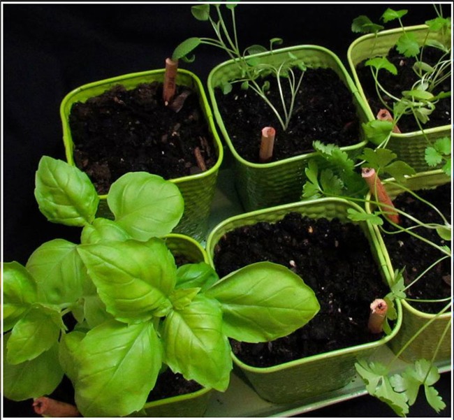 công dân toàn cầu, thủ khoa