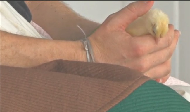 nguoi dan ong ngoi ap trung ga suot 3 tuan giua paris hinh anh 2