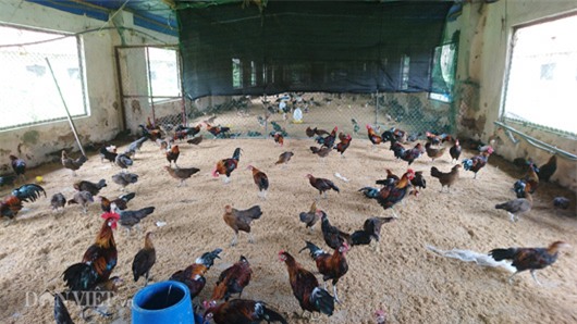 Kỹ thuật làm chuồng và chăm sóc gà rừng cho hiệu quả cao  Dân Việt