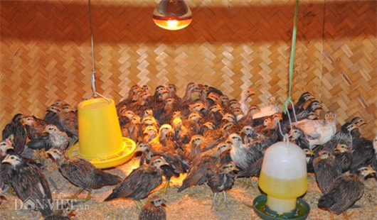 trang trai 5.000 con ga rung 