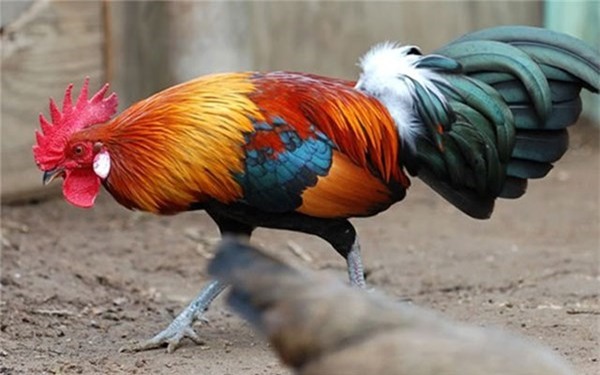 trang trai 5.000 con ga rung 