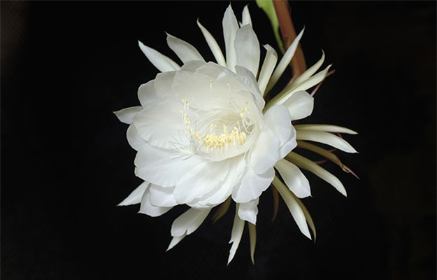 5 loai hoa dat gia nhat hanh tinh - 1